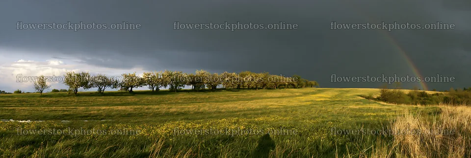 Spring orchard meadow with trees and stormy skies – flower stock photos 13690x4602