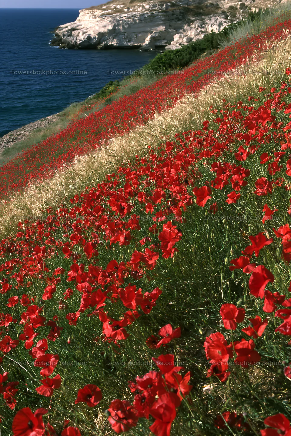 Italian meadow along rocky coast with vibrant red flowers – flower stock photos 6480x9722