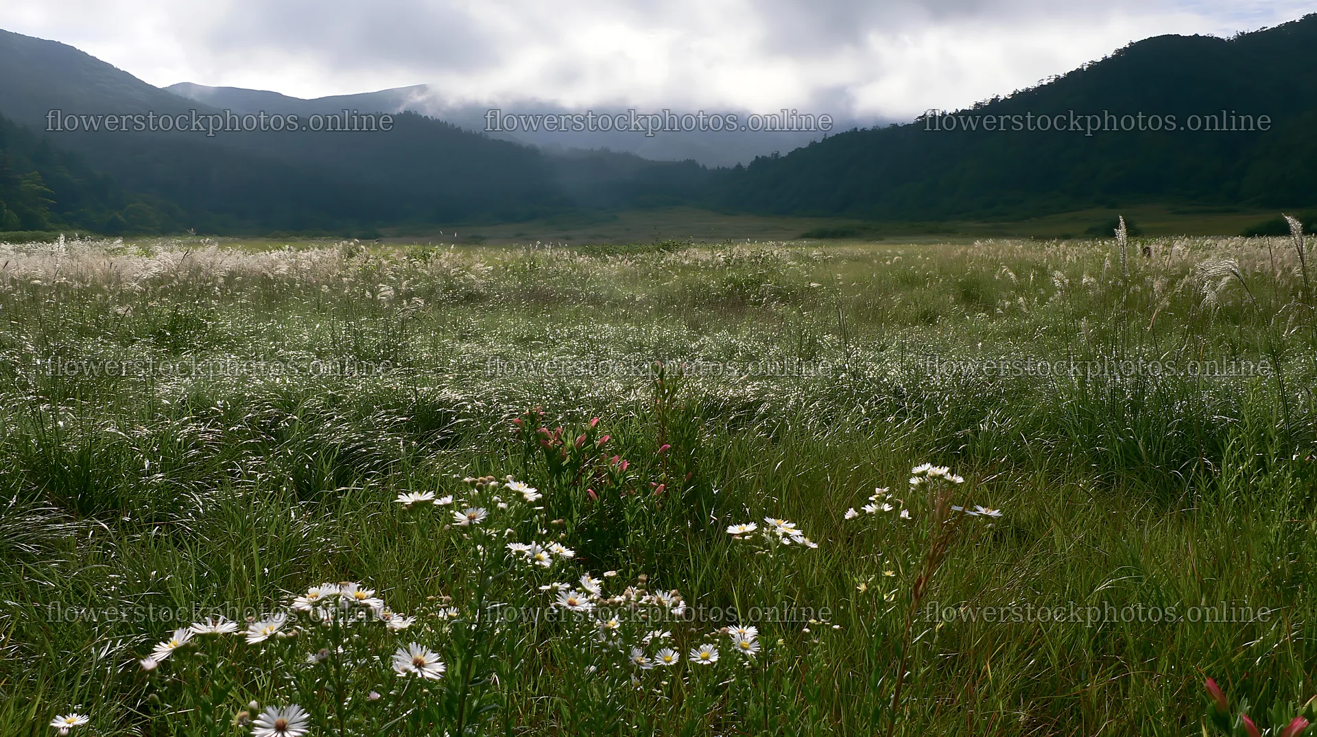 Biodiverse Nagano silver grass meadow dew glistens in natural light – flower stock photos 10608x5938