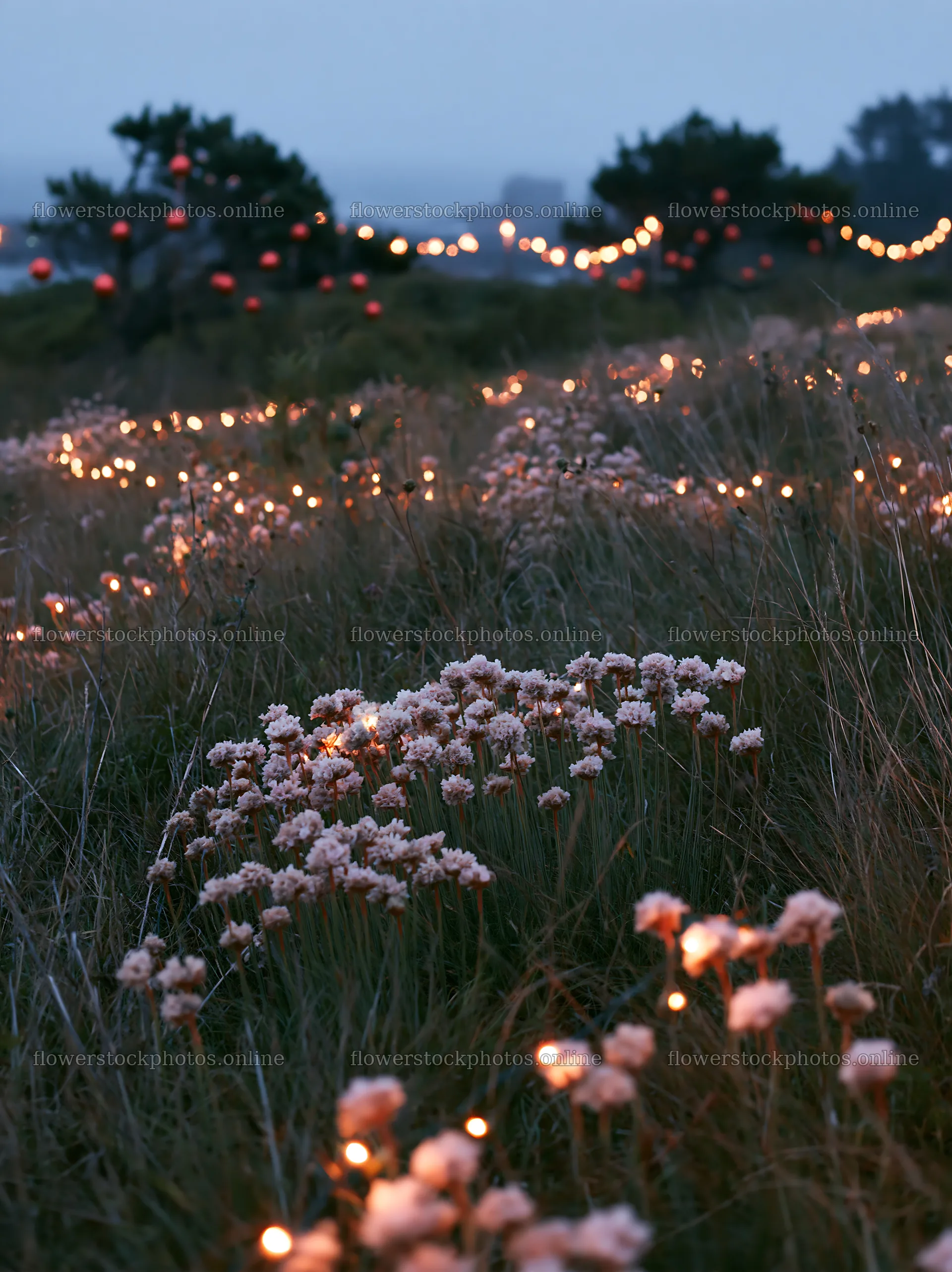 Open Christmas meadow along rugged coast with baubles – flower stock photos 6866x9174