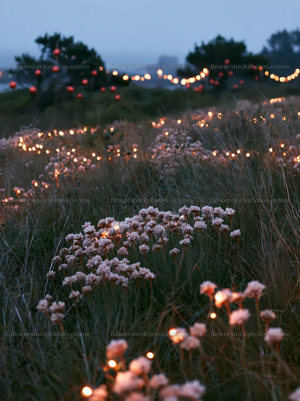 Open Christmas meadow along rugged coast with baubles – flower stock photos 6866x9174