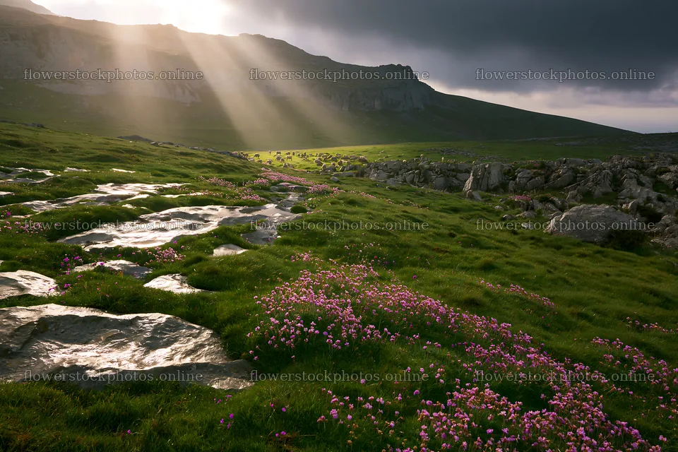 Sunlight beams over Picos de Europa meadow with blooming flowers – flower stock photos 9722x6480