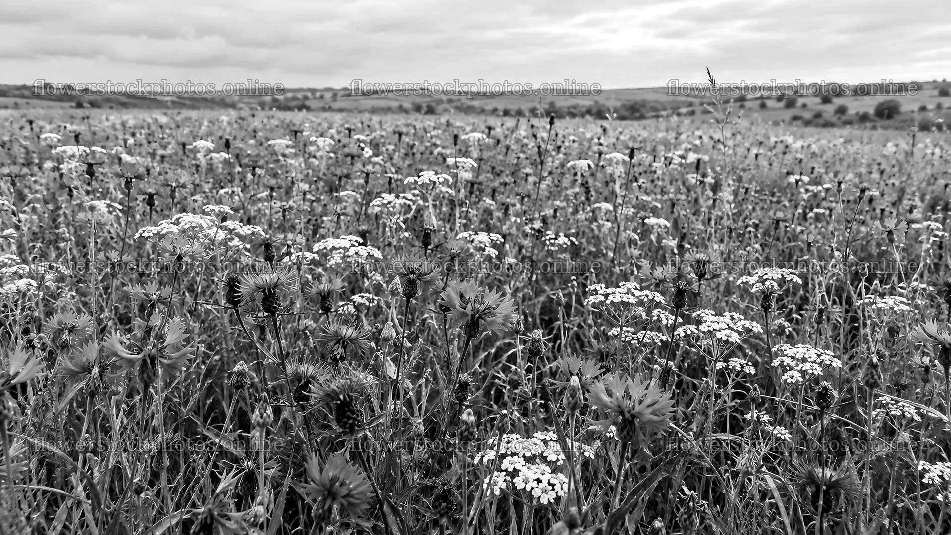 Monochrome Wildflower Meadow Under Cloudy Sky – flower stock photos 10324x5812