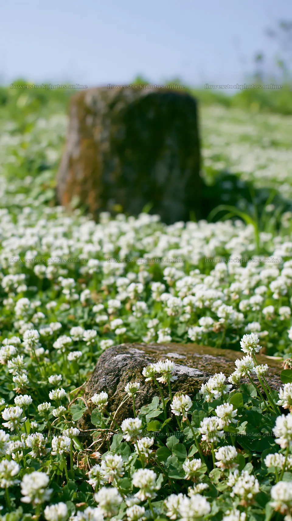 Kyoto wildflower meadow with stones in springtime – flower stock photos 5938x10608