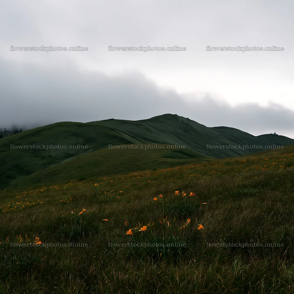 Rainwashed meadow with flowers against cloudy hills – flower stock photos 7938x7938