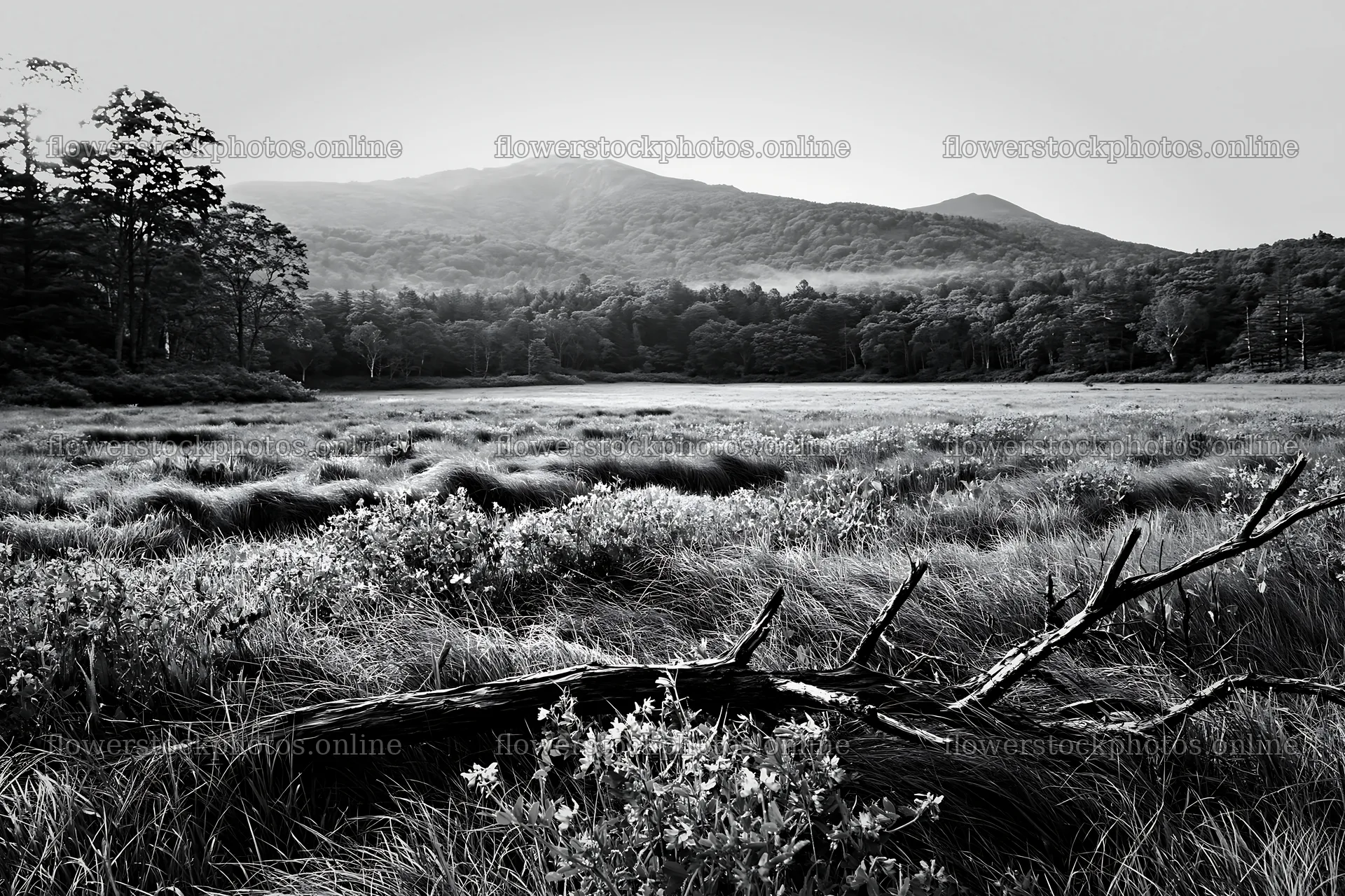 Yamagata rewilded meadow with fallen branch in the foreground – flower stock photos 9722x6480