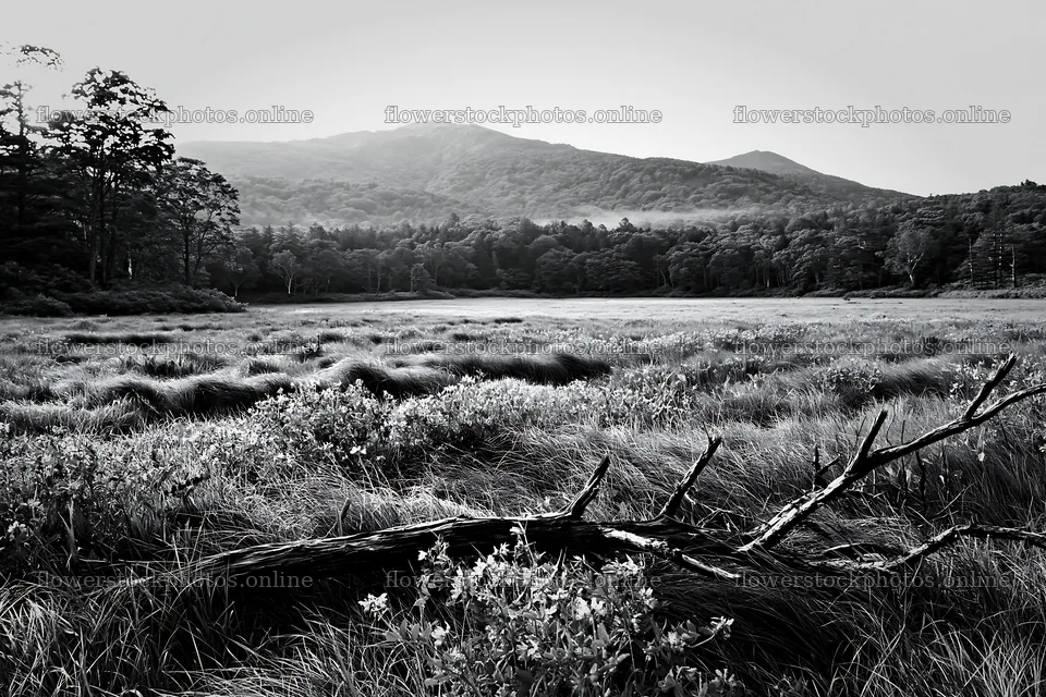 Yamagata rewilded meadow with fallen branch in the foreground – flower stock photos 9722x6480