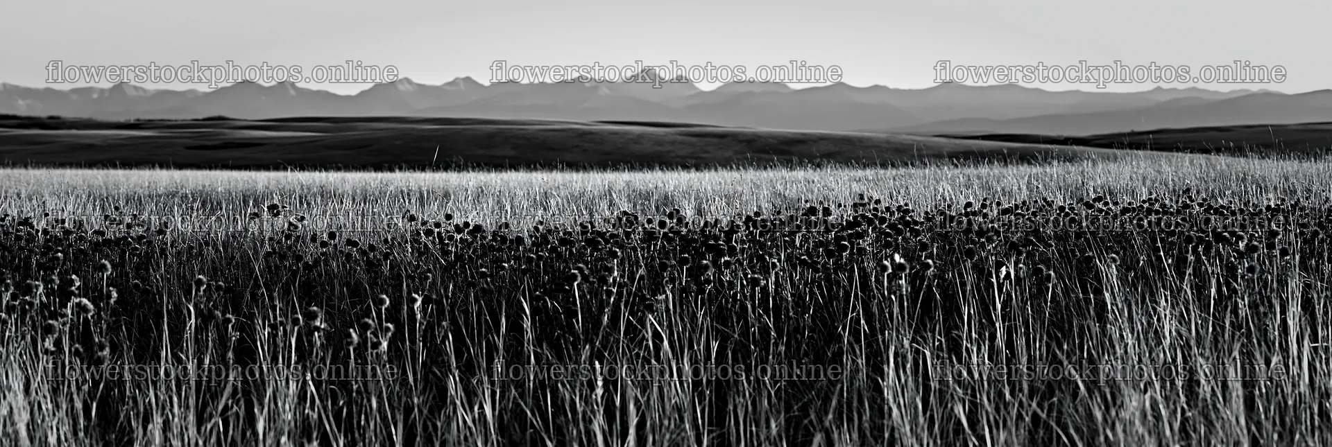 Meadow seedheads backlit at dusk with mountains in background – flower stock photos 13690x4602