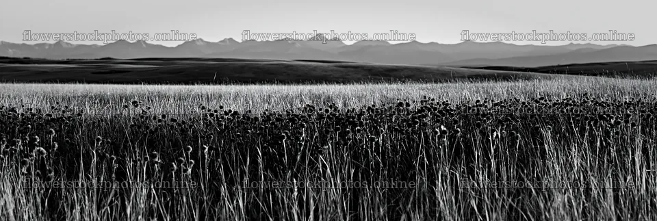Meadow seedheads backlit at dusk with mountains in background – flower stock photos 13690x4602