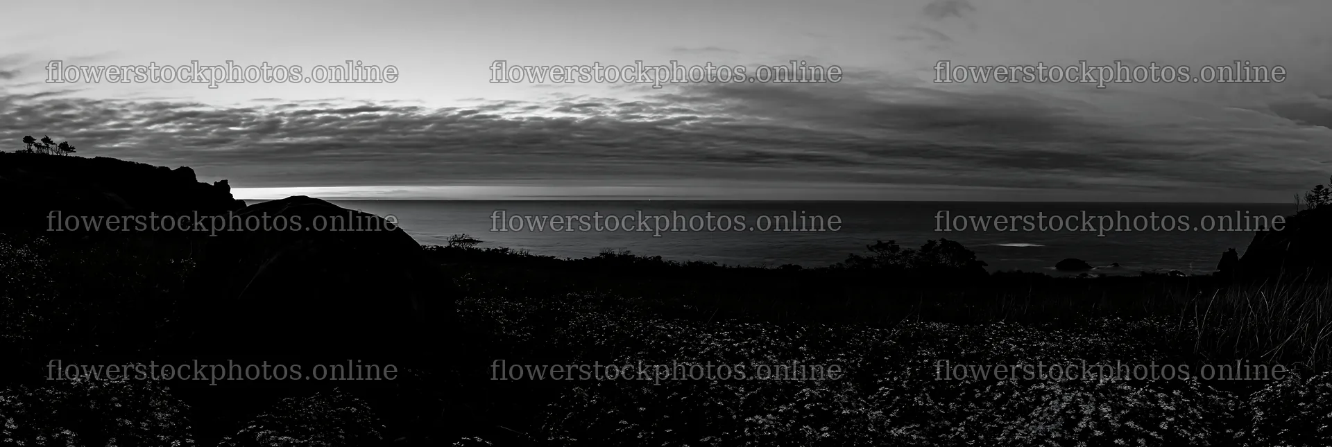 Aomori climate resilient meadow with boulder at dusk – flower stock photos 13690x4602