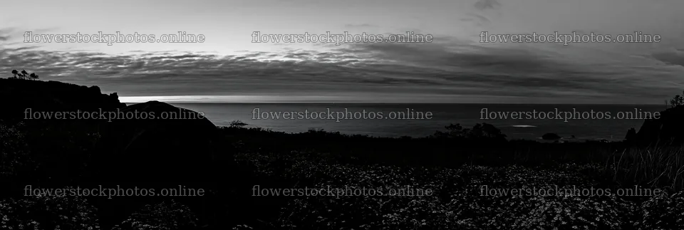 Aomori climate resilient meadow with boulder at dusk – flower stock photos 13690x4602
