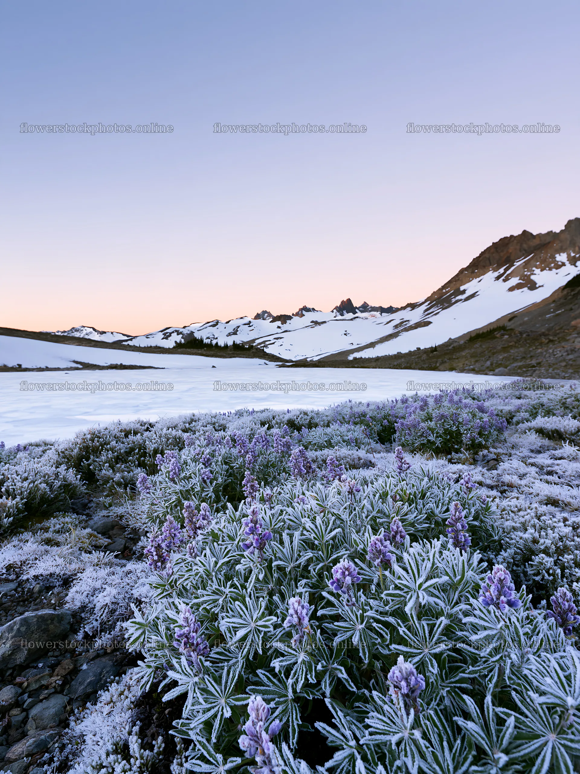 Frozen tarn meadow with flowers in winter landscape – flower stock photos 6866x9174