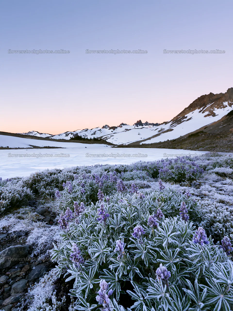 Frozen tarn meadow with flowers in winter landscape – flower stock photos 6866x9174