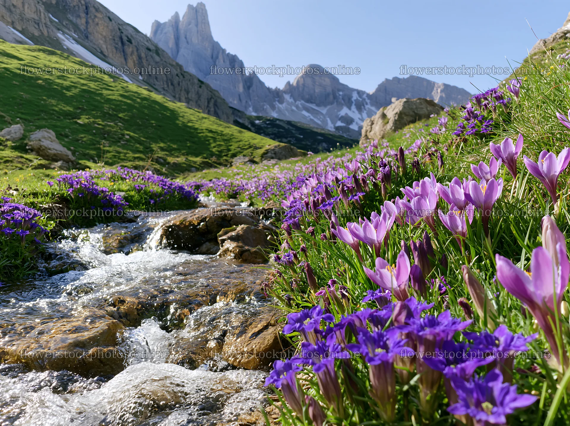 Spring meadow with flowers and stream in mountain landscape – flower stock photos 9174x6866