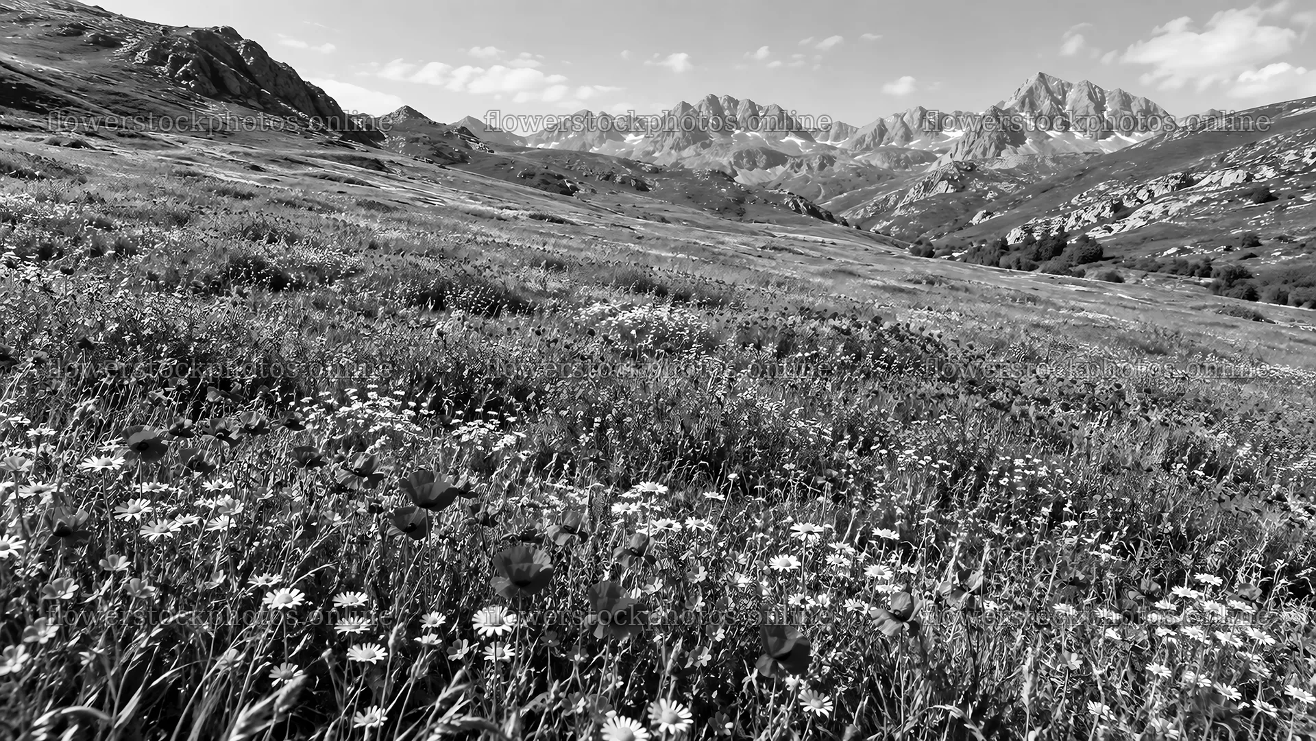 Monochrome Mountains Above a Wildflower Meadow – flower stock photos 10324x5812