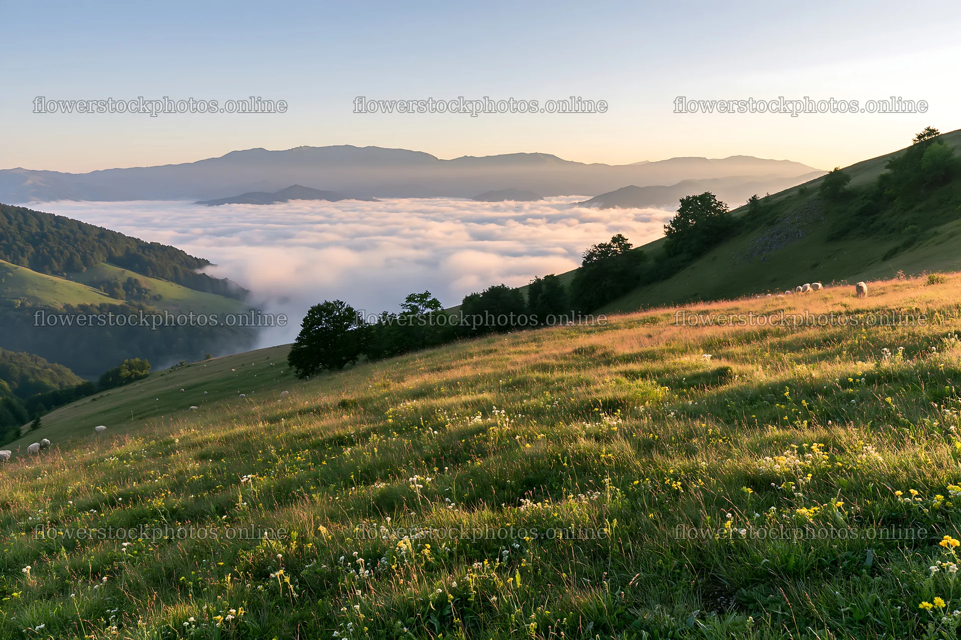 Hay meadows in Transylvania during summer with cloud cover – flower stock photos 9722x6480