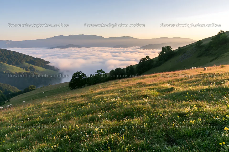 Hay meadows in Transylvania during summer with cloud cover – flower stock photos 9722x6480