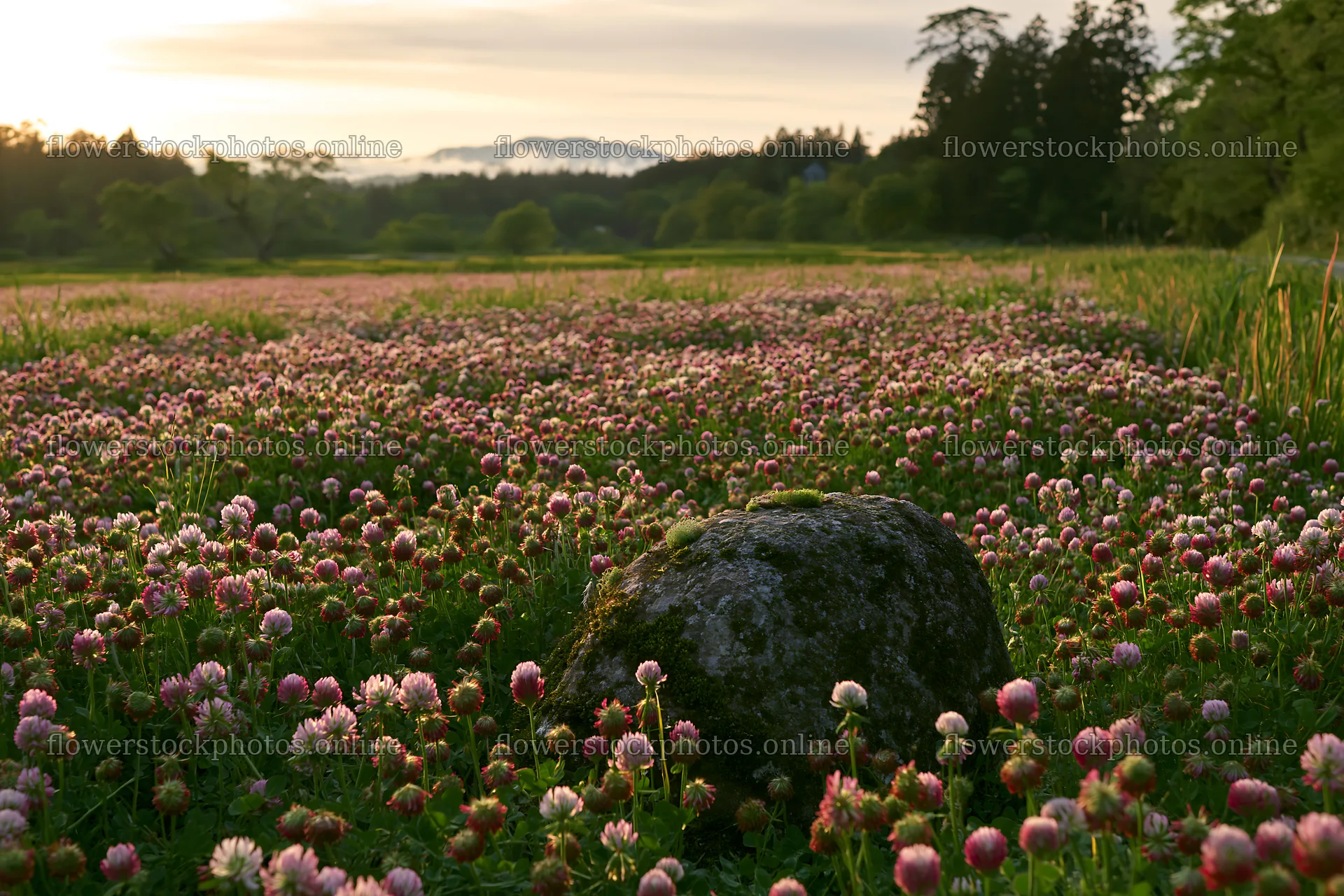 Miyagi spring meadow with mossy stone and flowers – flower stock photos 9722x6480