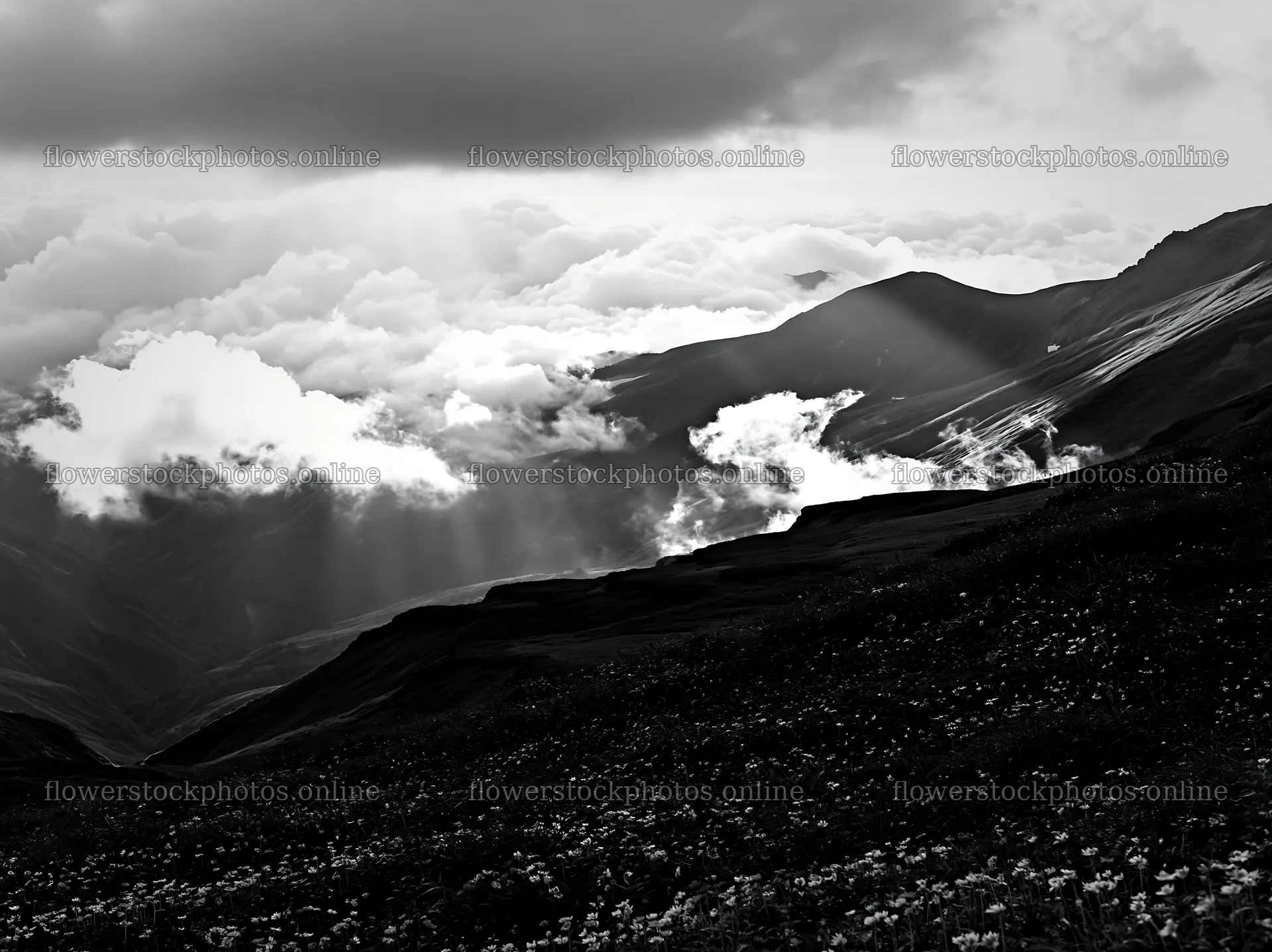 Light rays in Daisetsuzan alpine meadow – flower stock photos 9174x6866