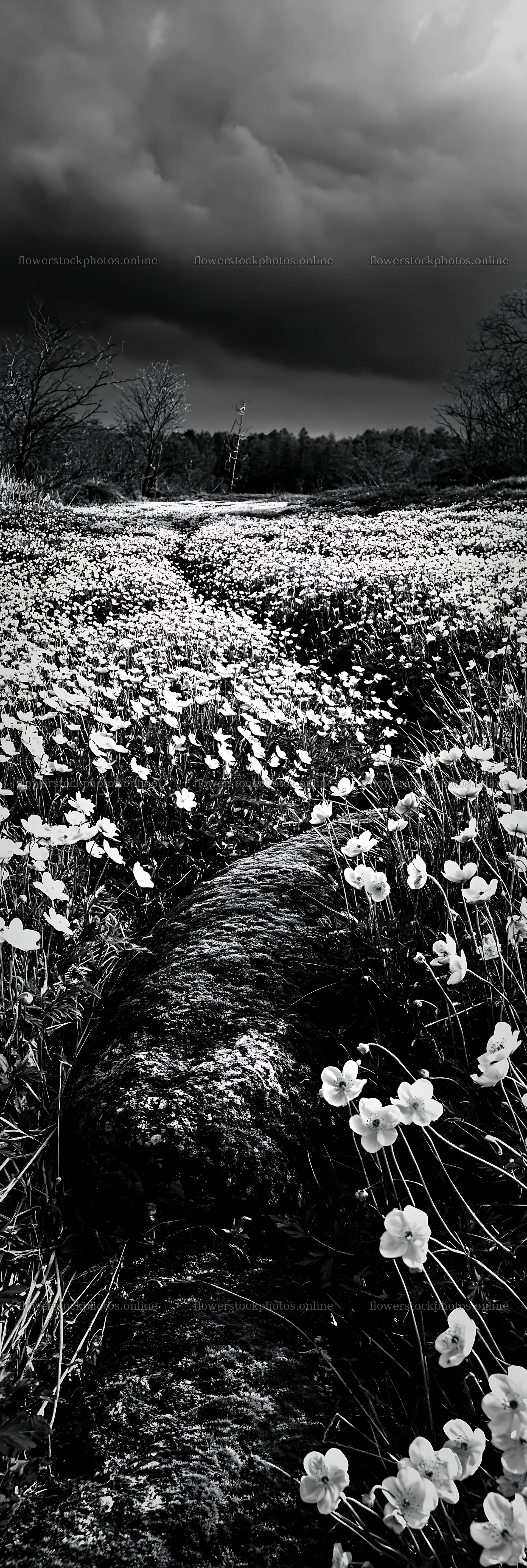 Miyagi spring recovery meadow mossy stone captures wildflowers – flower stock photos 4602x13690