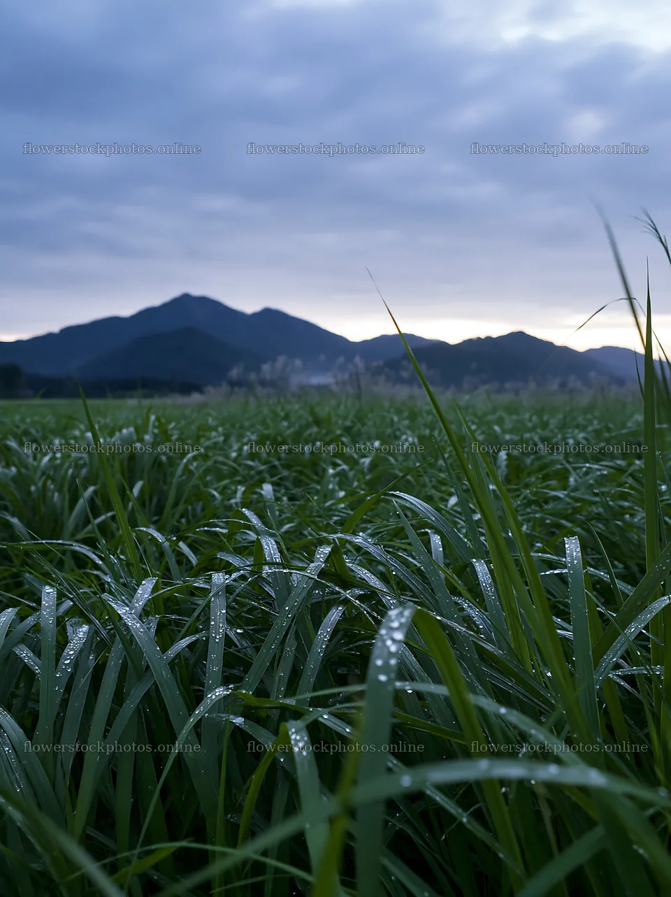 Grass meadow in Fukui with rain droplets on blades – flower stock photos 6866x9174