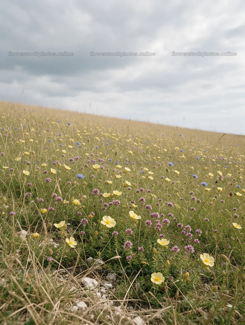 Cloudy dry flower meadow with various blooms in overcast weather – flower stock photos 6898x9134