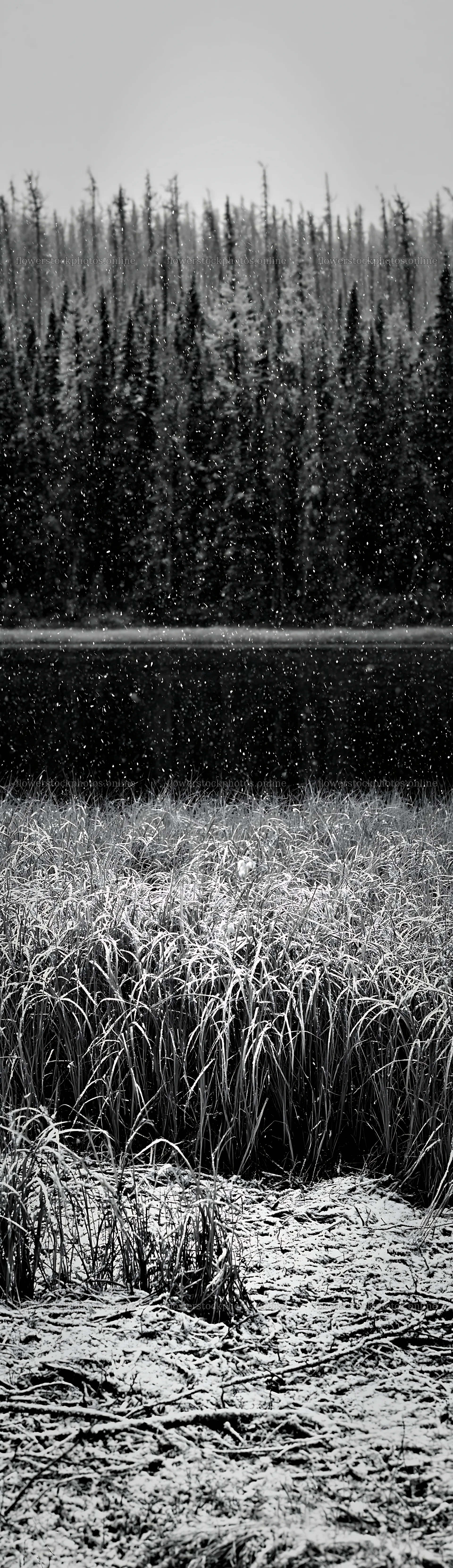 Lakeside meadow after first snowfall in winter landscape – flower stock photos 4268x14762