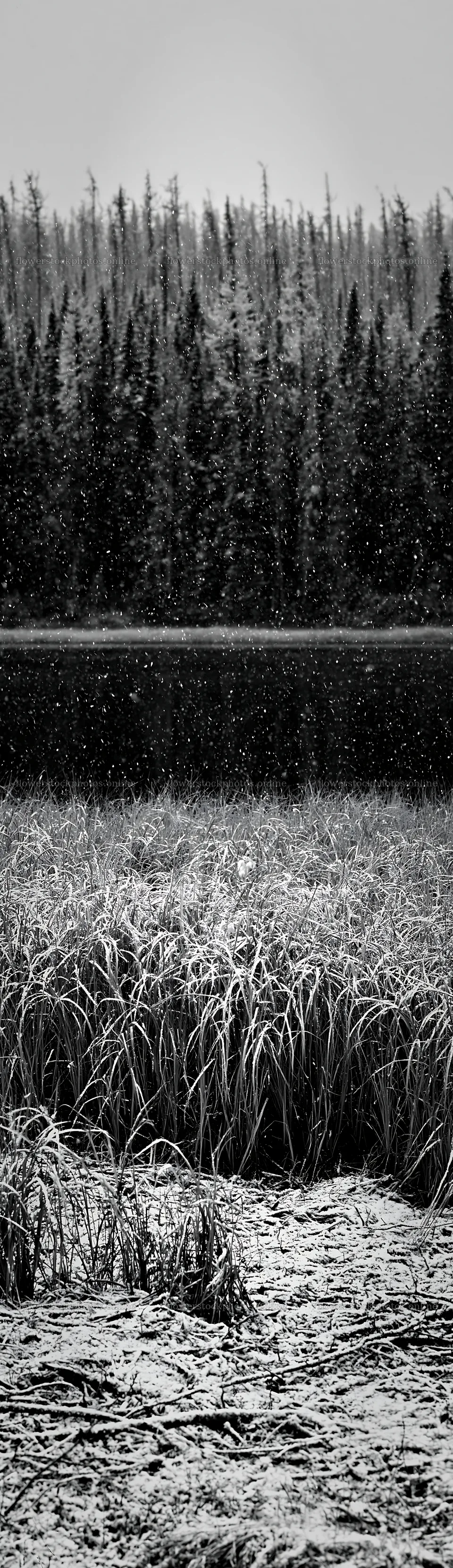 Lakeside meadow after first snowfall in winter landscape – flower stock photos 4268x14762