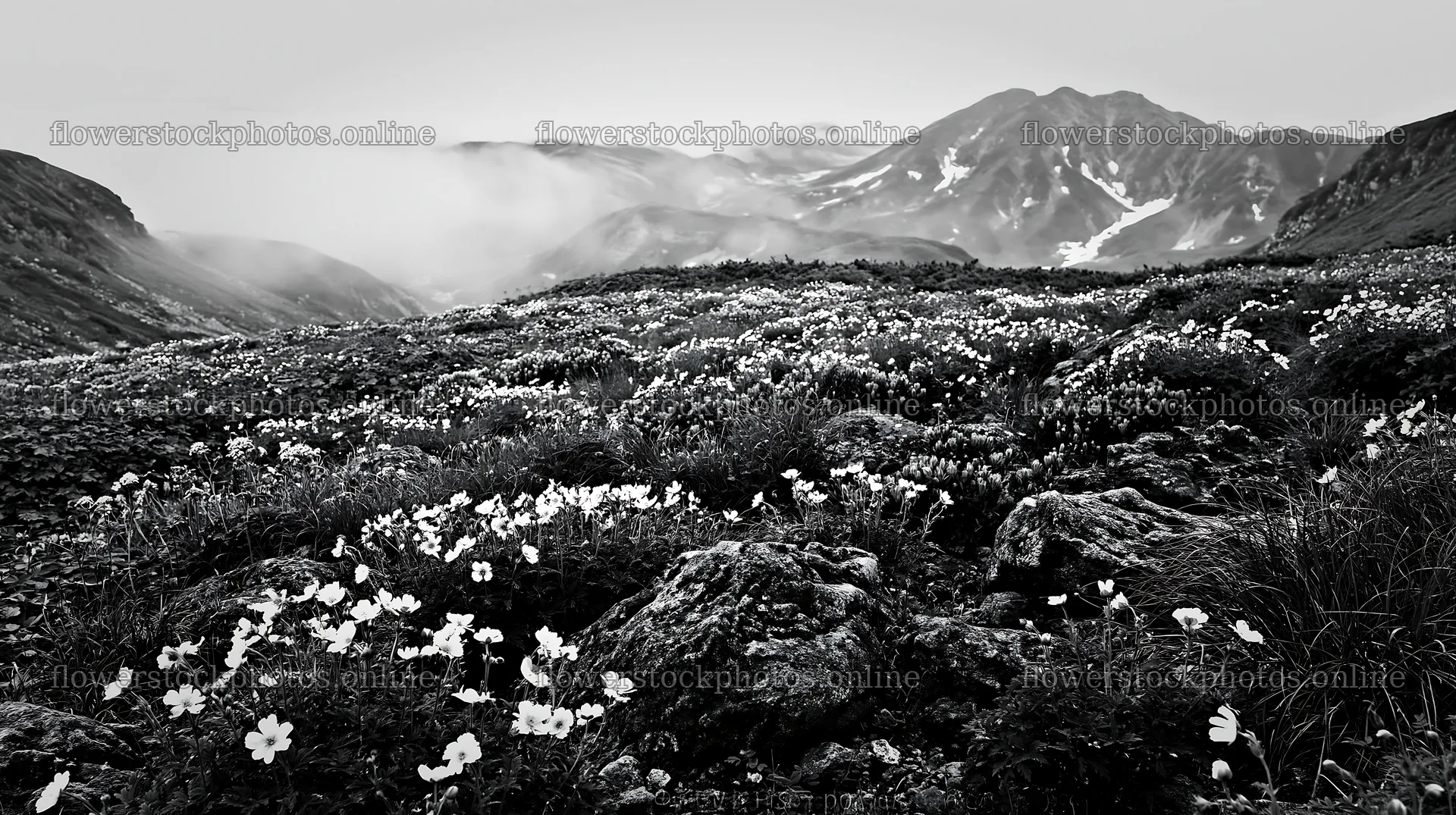 Toyama alpine meadow snowmelt rock foreground with flowers – flower stock photos 10608x5938