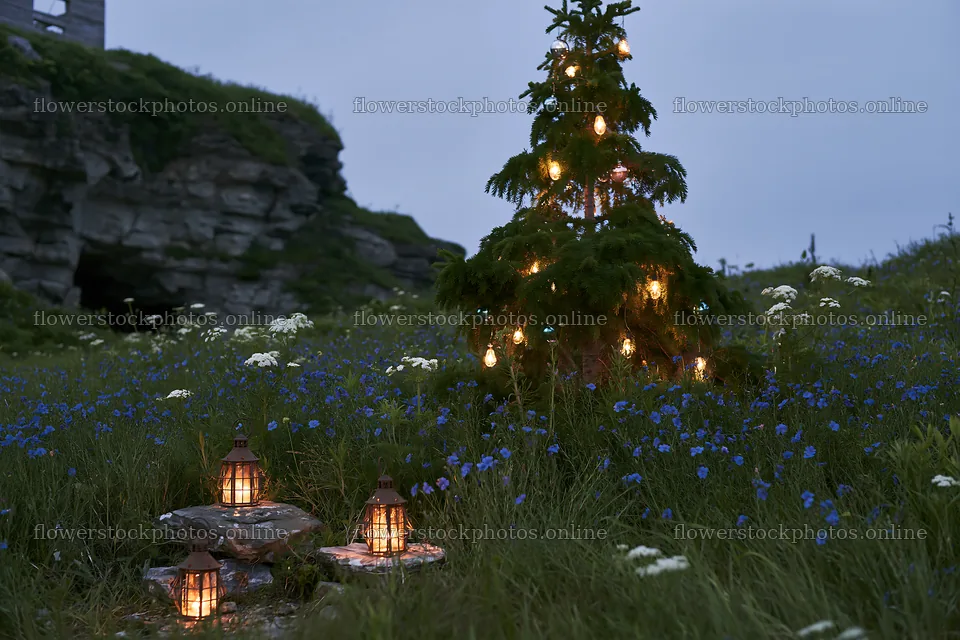 Christmas tree with lights in meadow near cave – flower stock photos 9722x6480