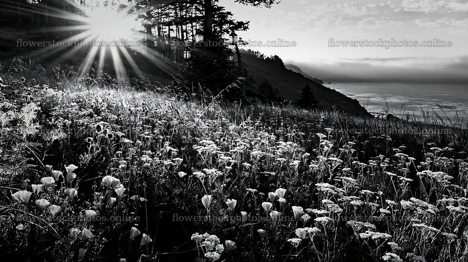 Christmas tree in meadow with golden sunbeams in background – flower stock photos 10608x5938