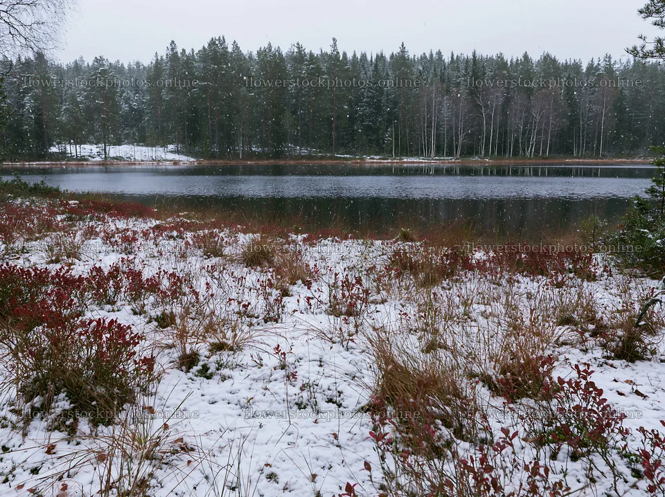 Lakeside meadow after first snowfall in winter scene – flower stock photos 9174x6866