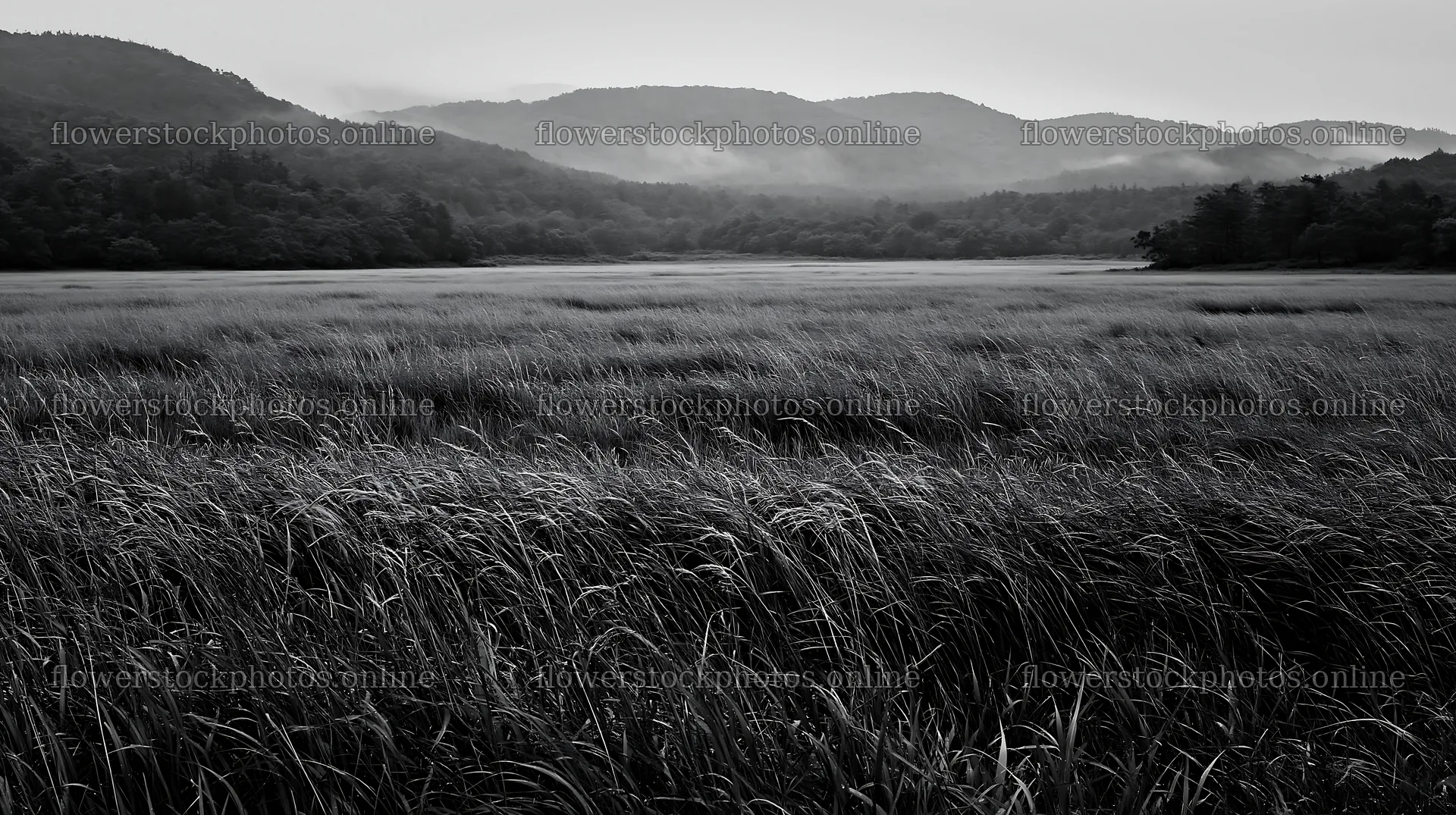 Rain refreshed meadow in Iwate with seedheads in focus – flower stock photos 10608x5938