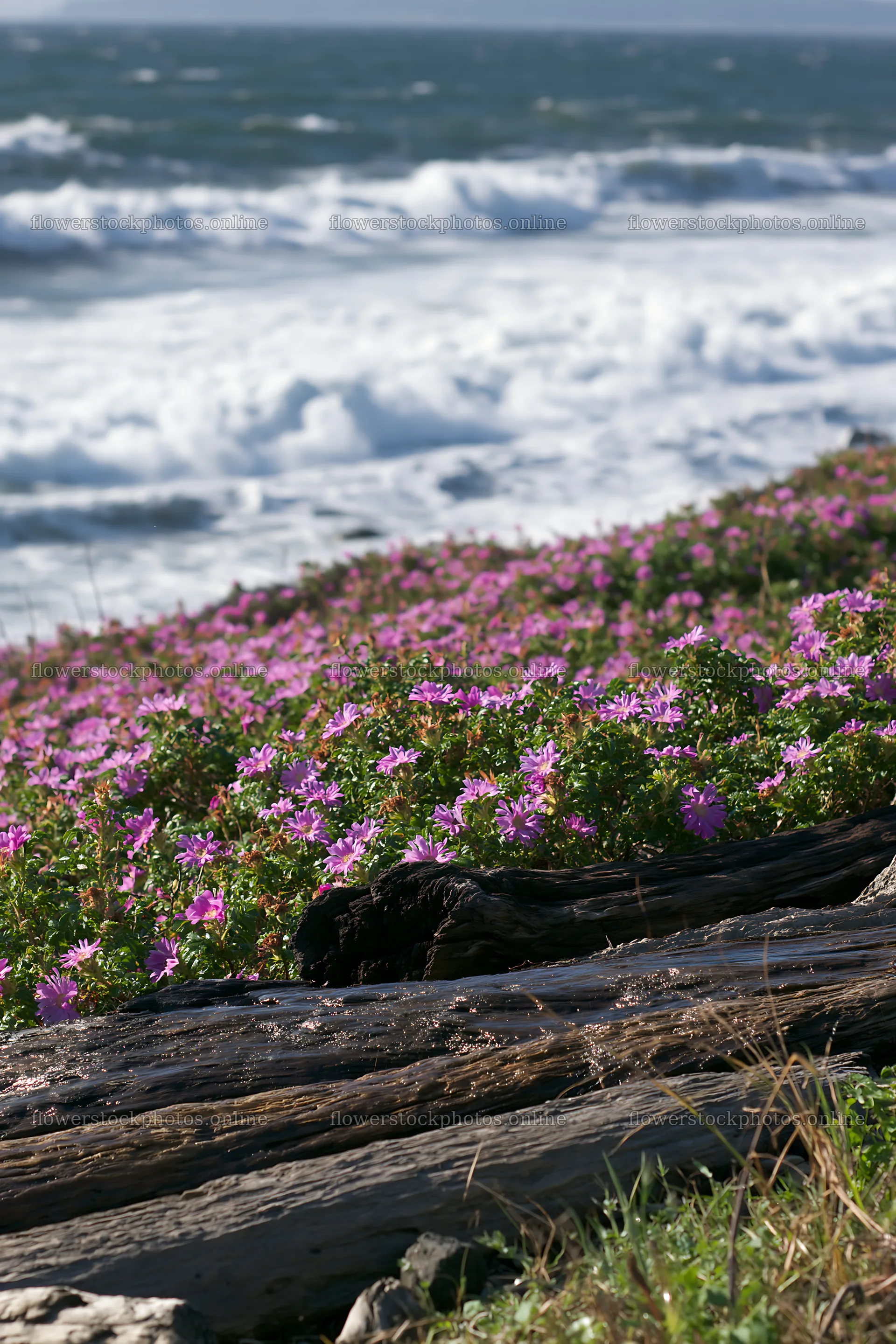 Chiba coastal climate meadow with driftwood and flowers – flower stock photos 6480x9722