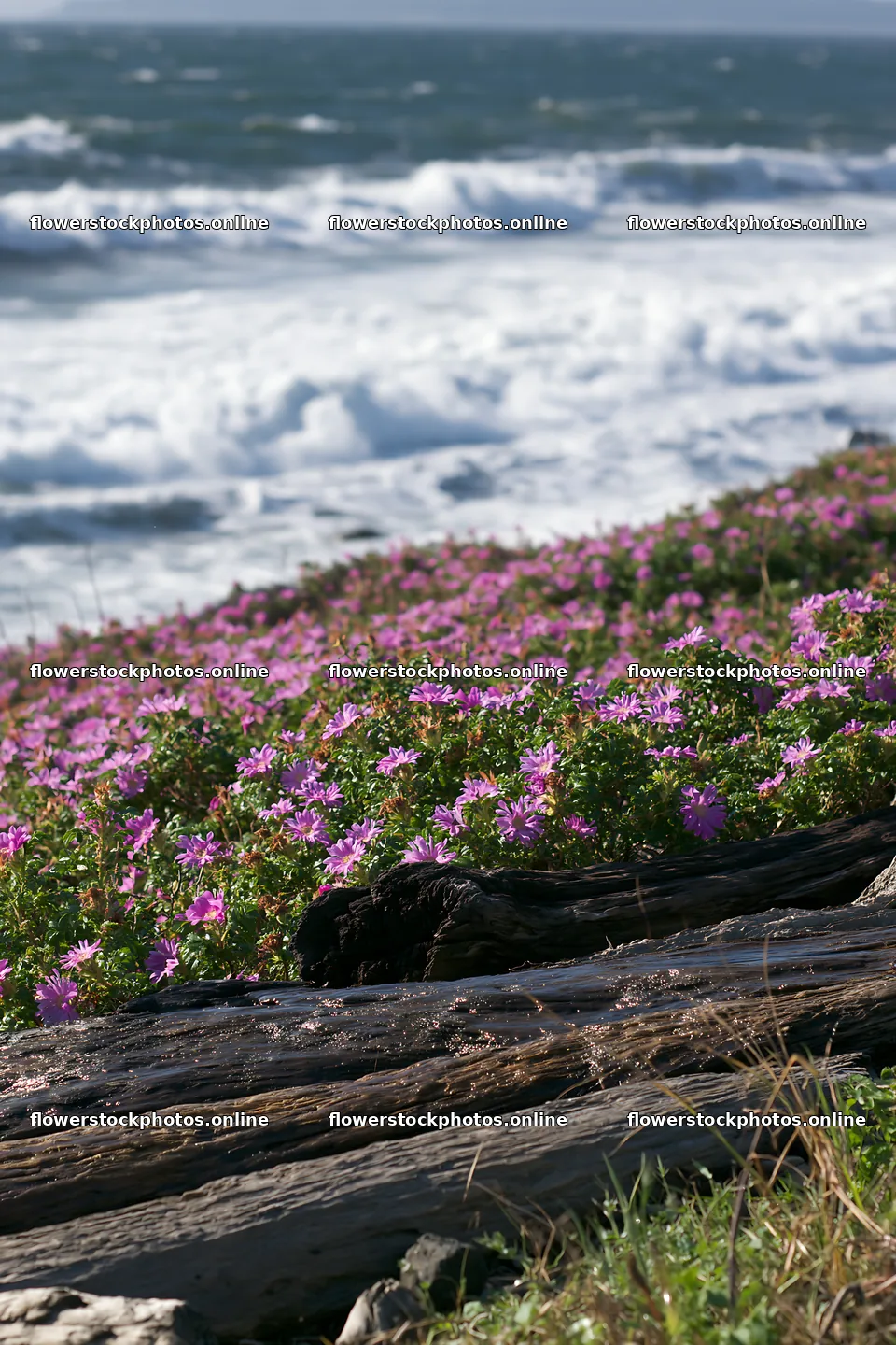 Chiba coastal climate meadow with driftwood and flowers – flower stock photos 6480x9722