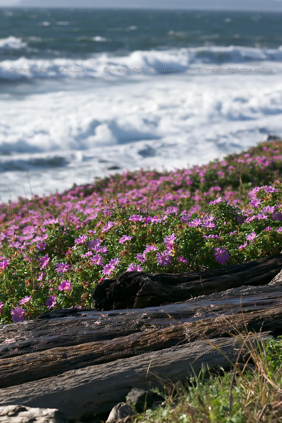 Chiba coastal climate meadow with driftwood and flowers – flower stock photos 6480x9722