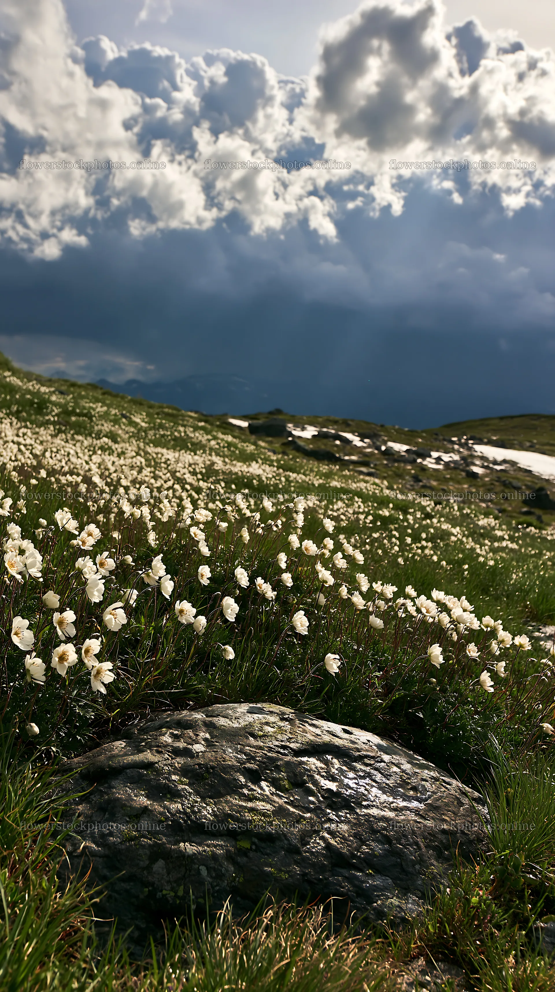 Snowmelt and flowers in Toyama alpine meadow landscape – flower stock photos 5938x10608