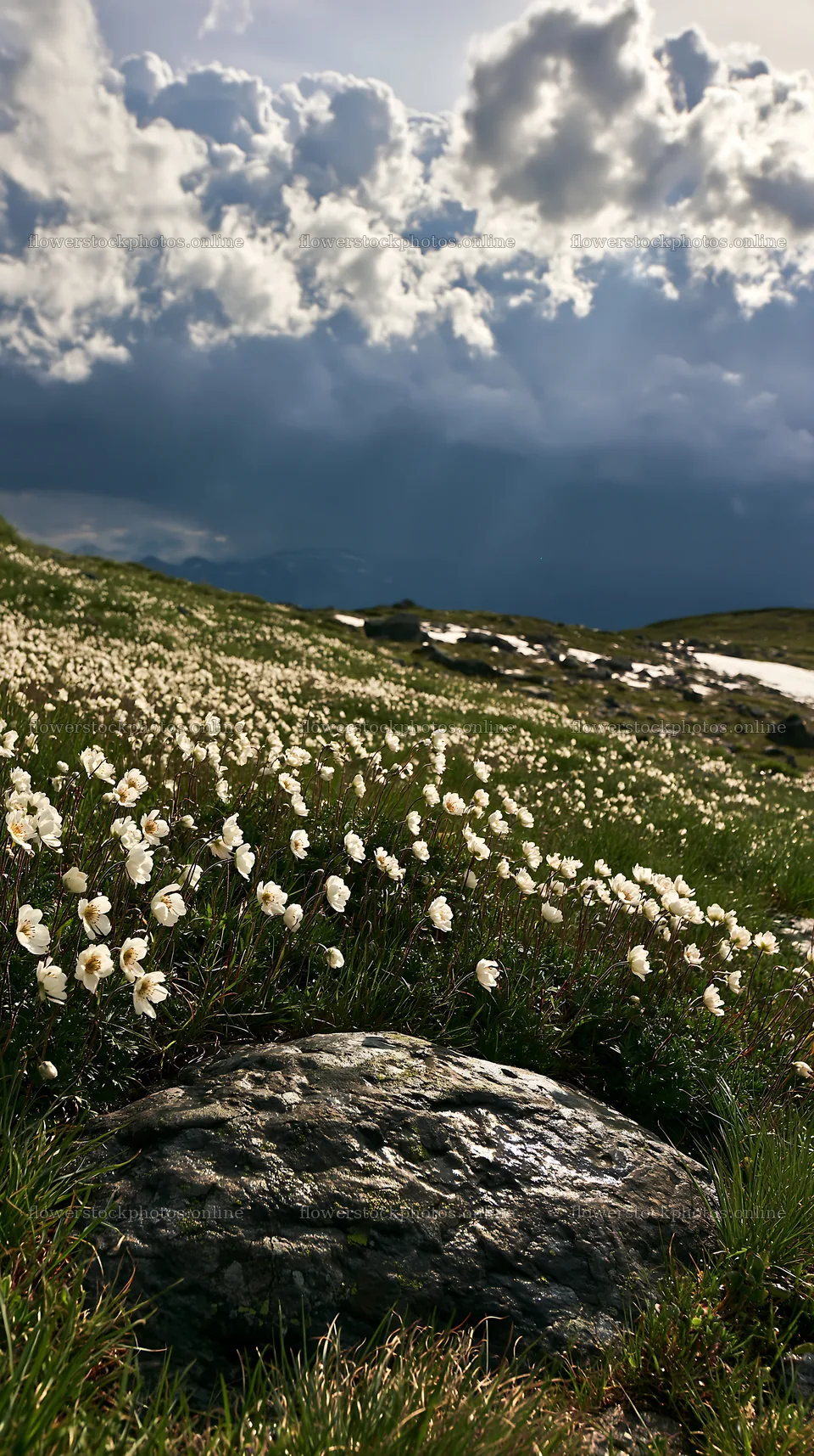 Snowmelt and flowers in Toyama alpine meadow landscape – flower stock photos 5938x10608