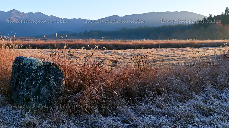 Aomori climate resilient meadow with boulder in early morning light – flower stock photos 10608x5938