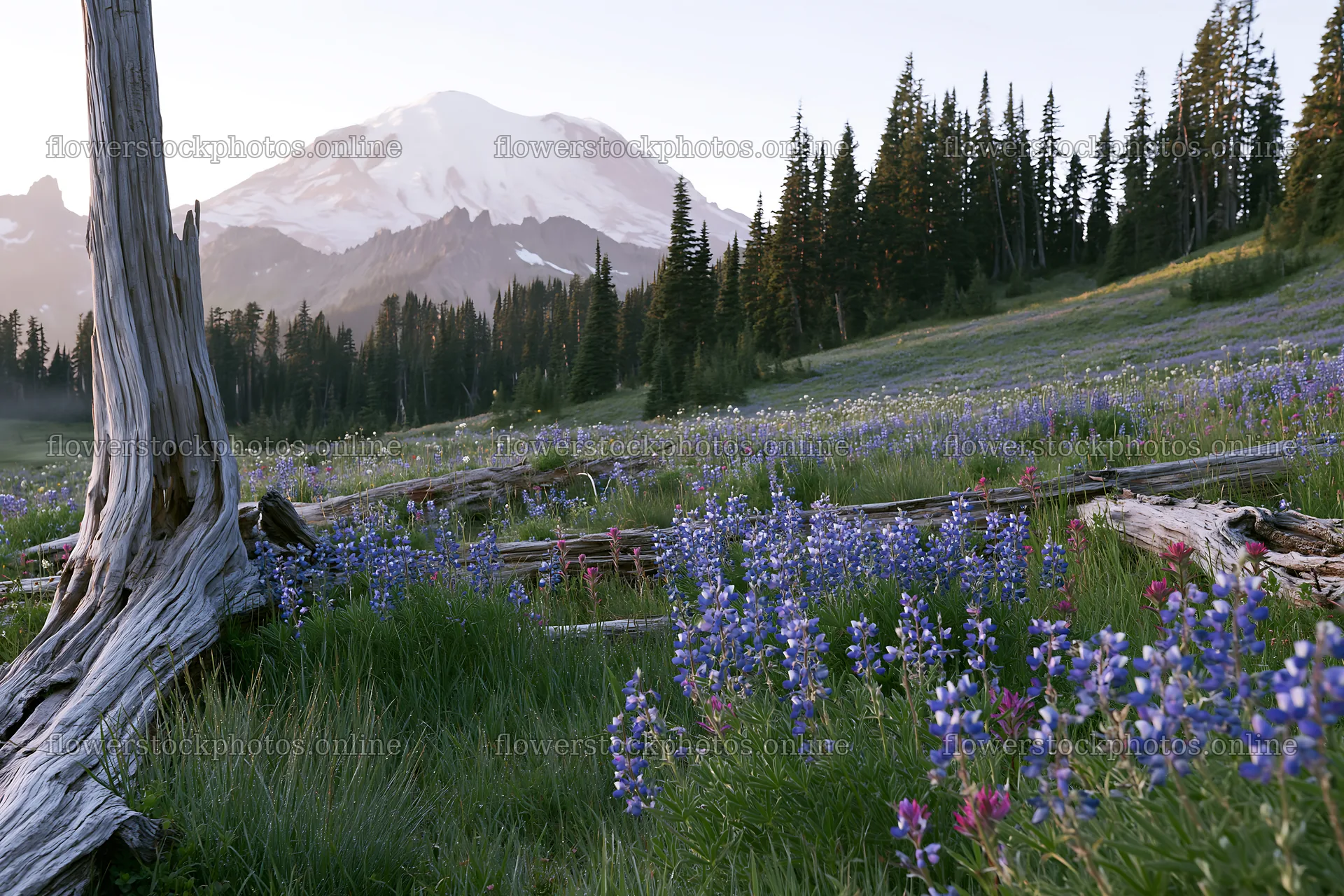 Weathered log in a meadow with flowers and mountain backdrop – flower stock photos 9722x6480