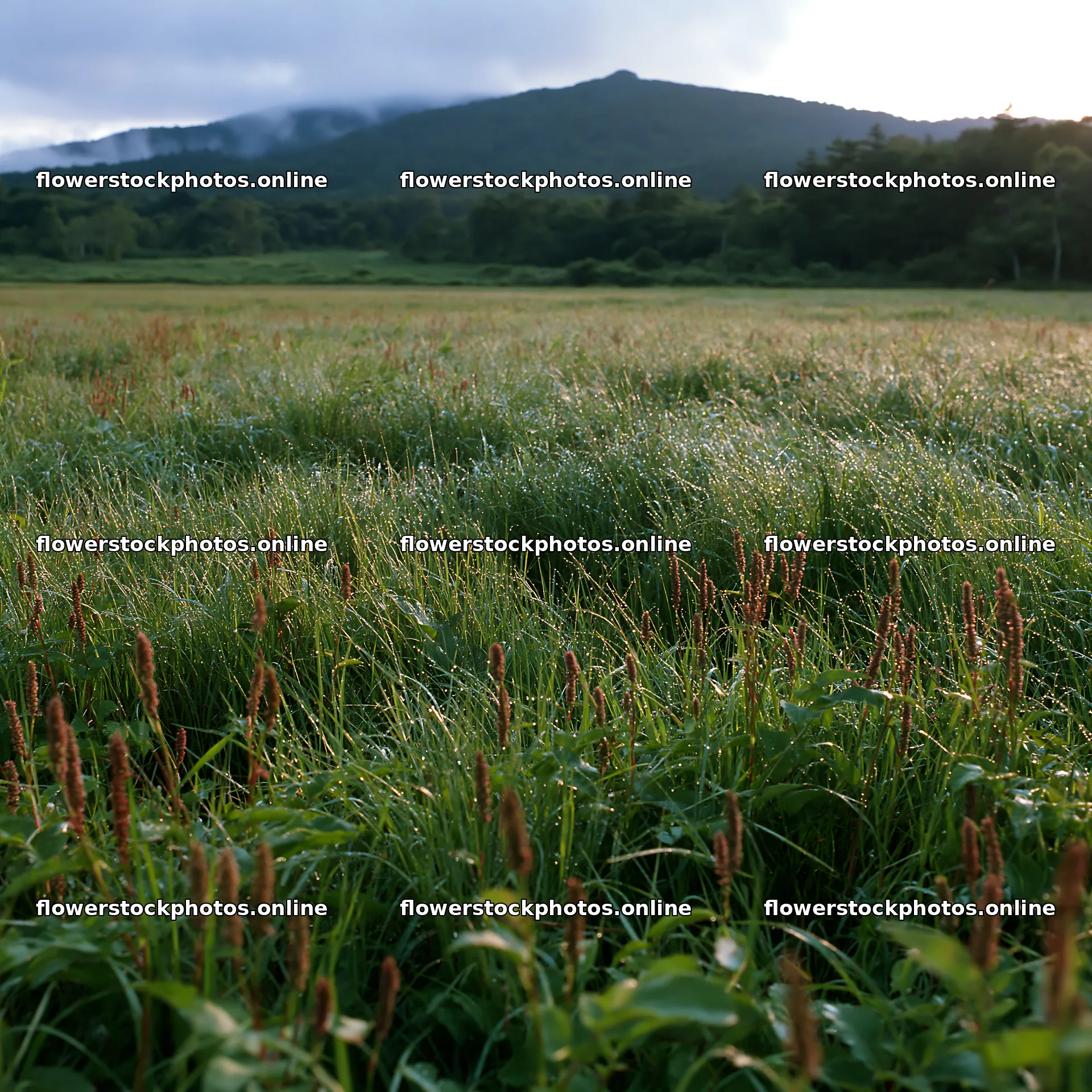 Iwate rain refreshed meadow seedhead foreground – flower stock photos 7938x7938