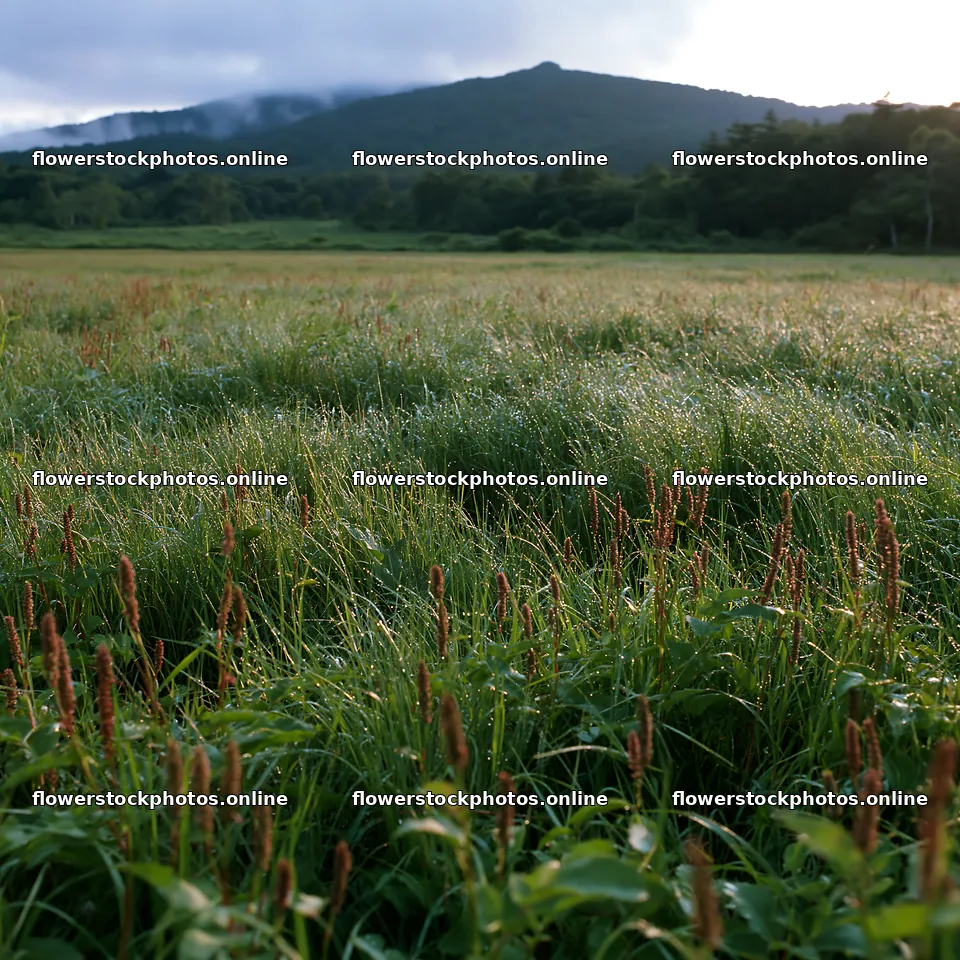 Iwate rain refreshed meadow seedhead foreground – flower stock photos 7938x7938