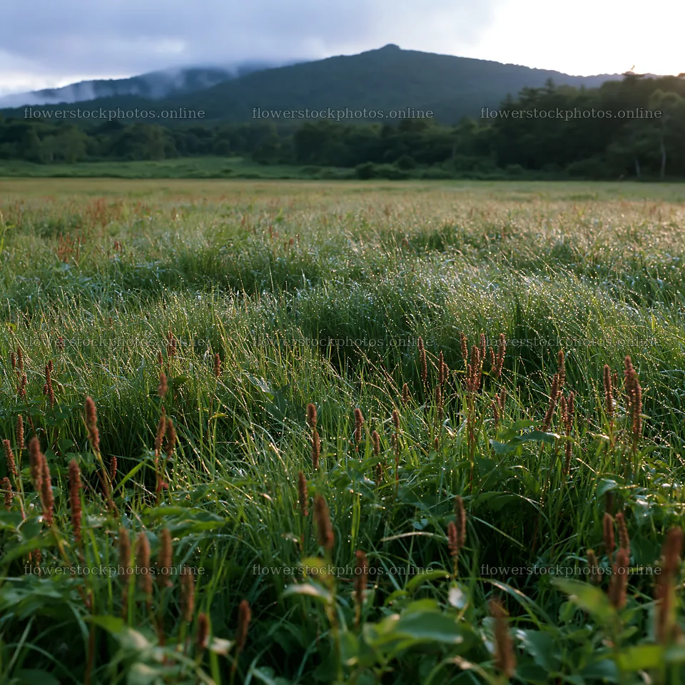 Iwate rain refreshed meadow seedhead foreground – flower stock photos 7938x7938