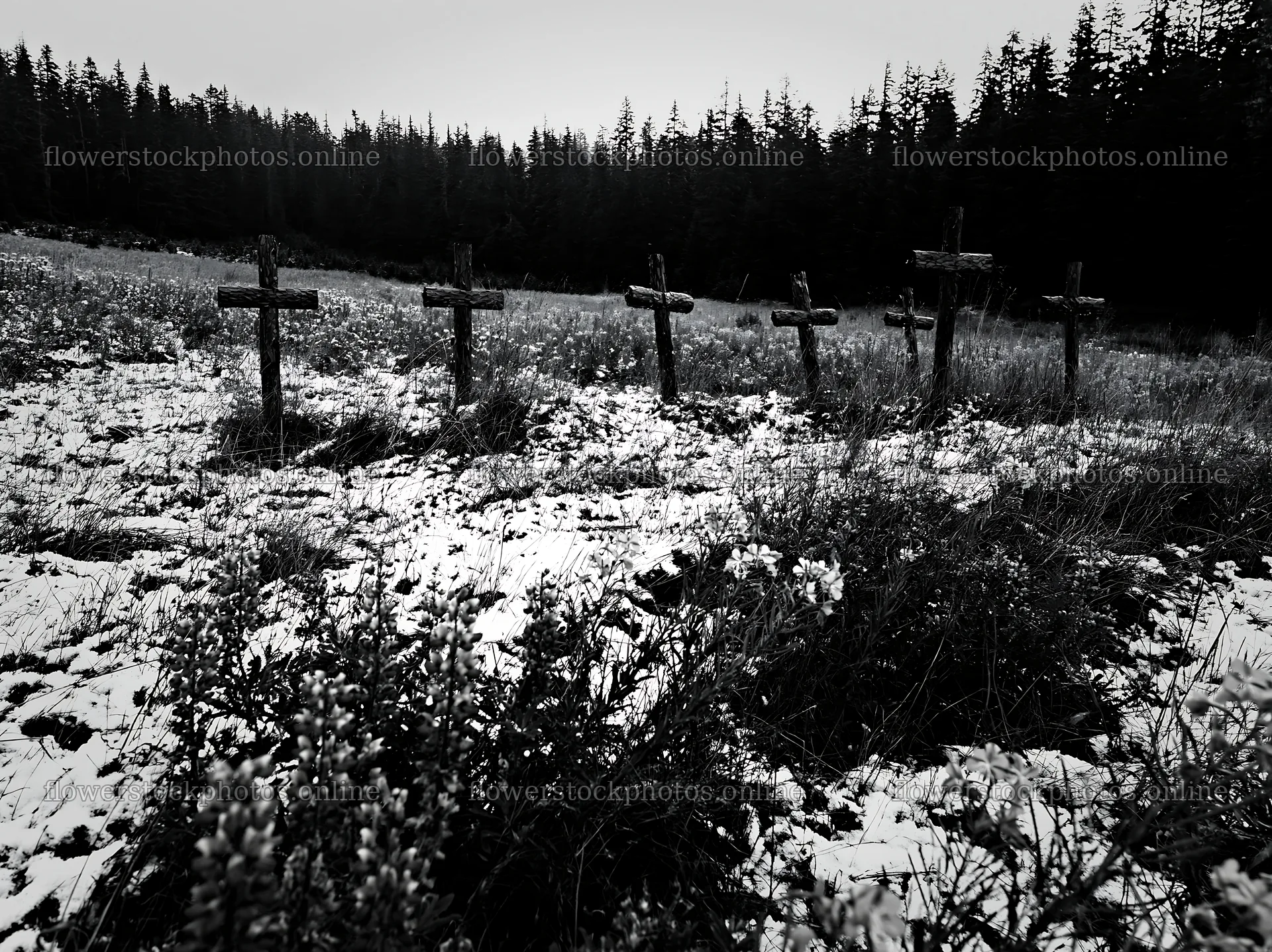 Multiple Christian crosses in snowy meadow landscape – flower stock photos 9174x6866
