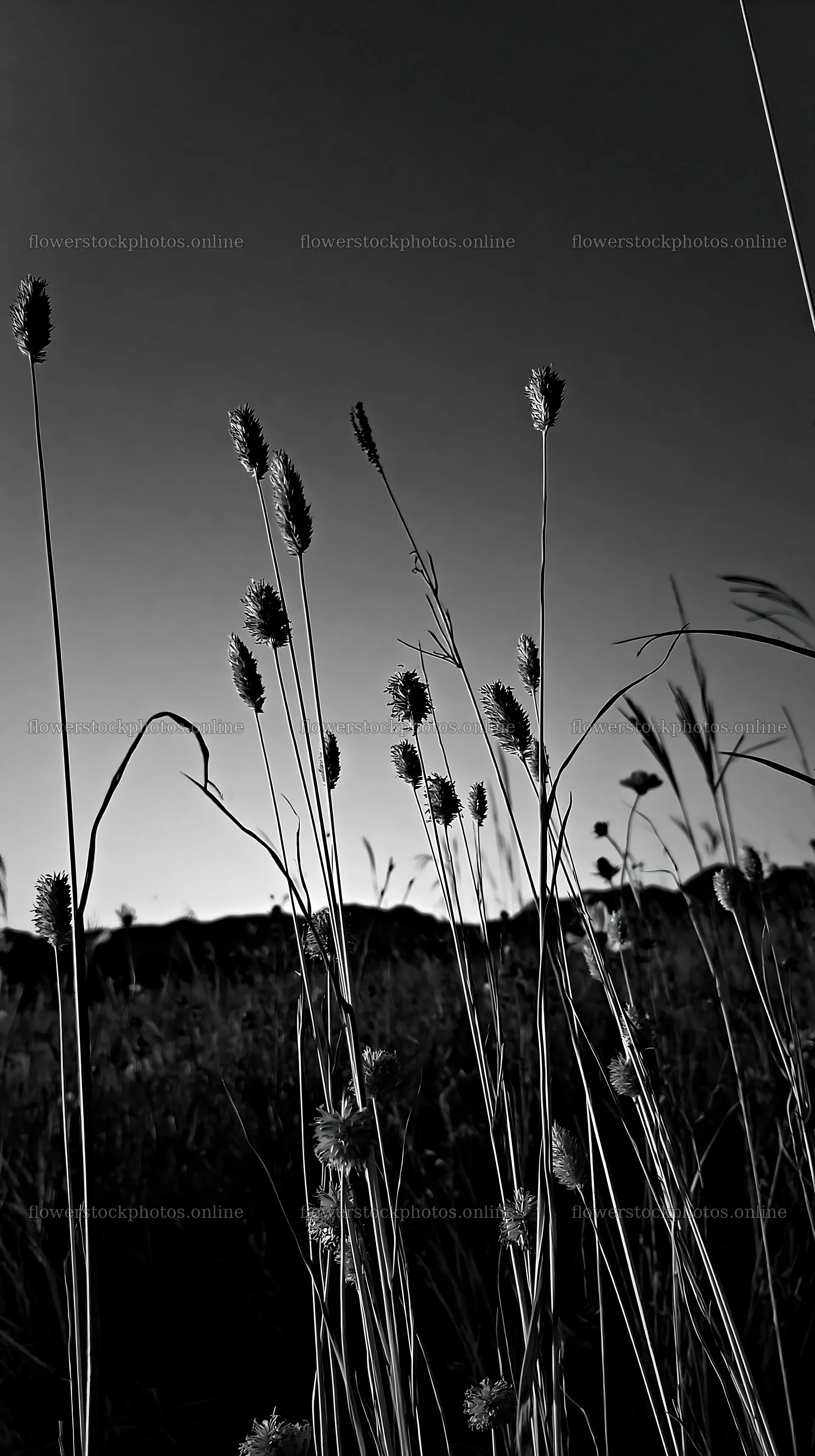 Okayama golden meadow with seedhead foreground – flower stock photos 5938x10608