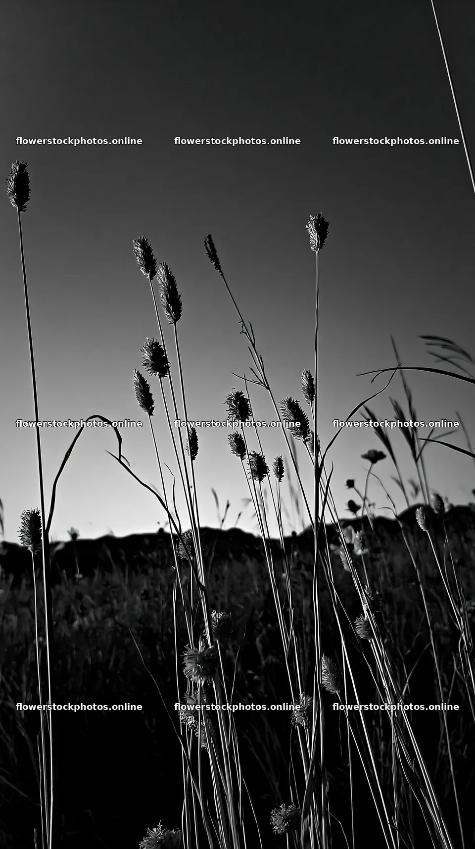 Okayama golden meadow with seedhead foreground – flower stock photos 5938x10608