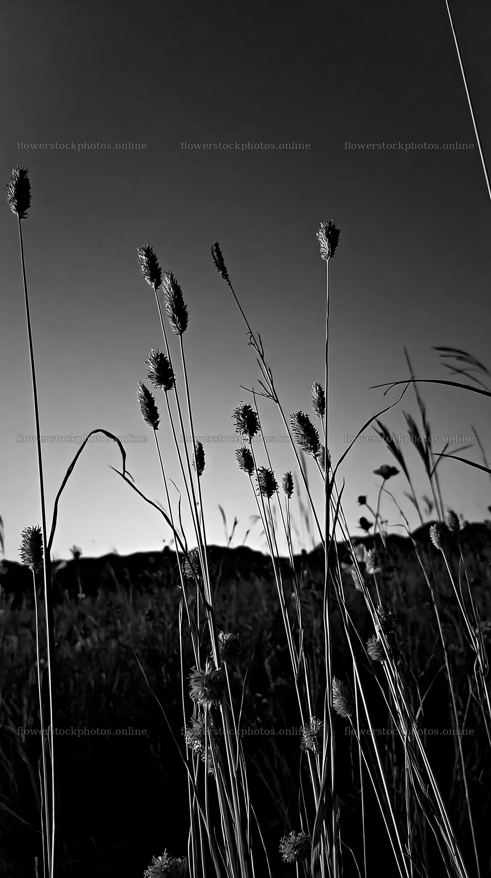 Okayama golden meadow with seedhead foreground – flower stock photos 5938x10608