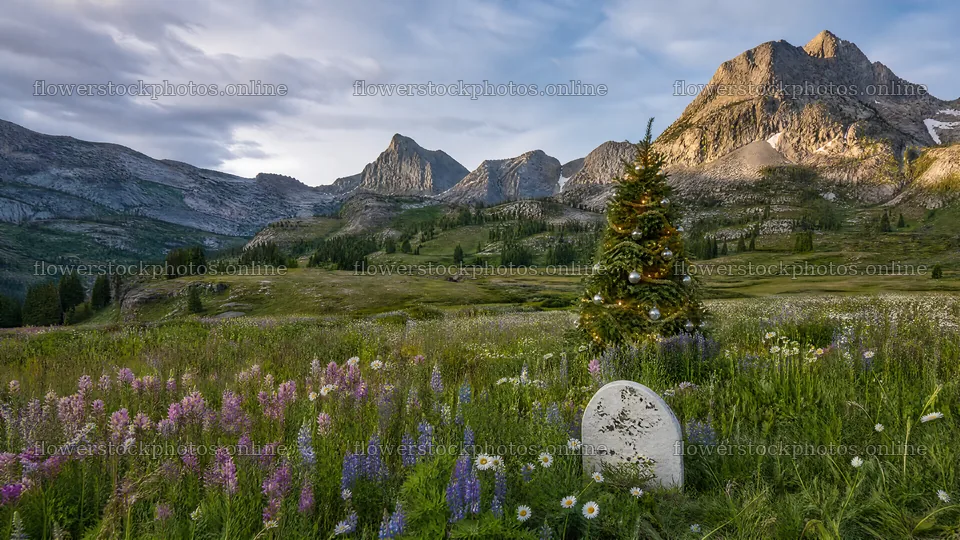 Christmas tree in mountain valley meadow – flower stock photos 10584x5952