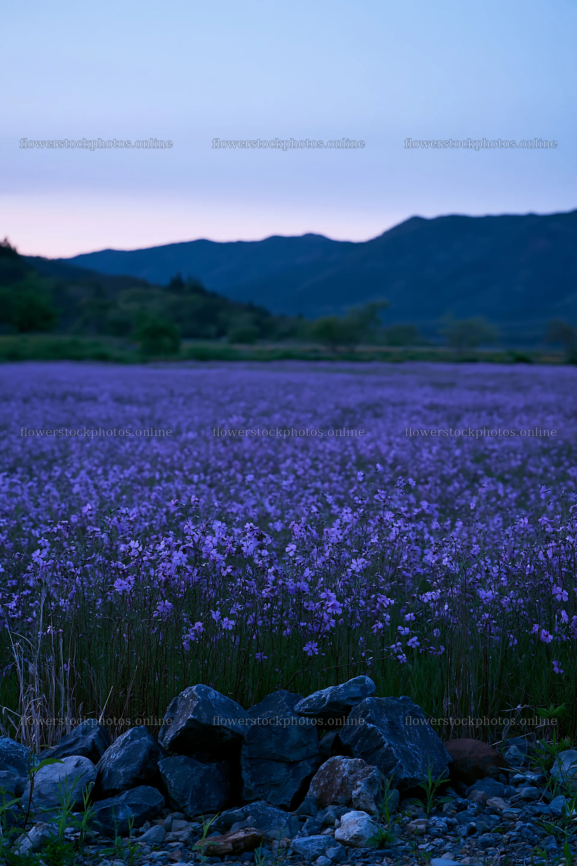 Kyoto spring wildflower meadow stone foreground – flower stock photos 6480x9722