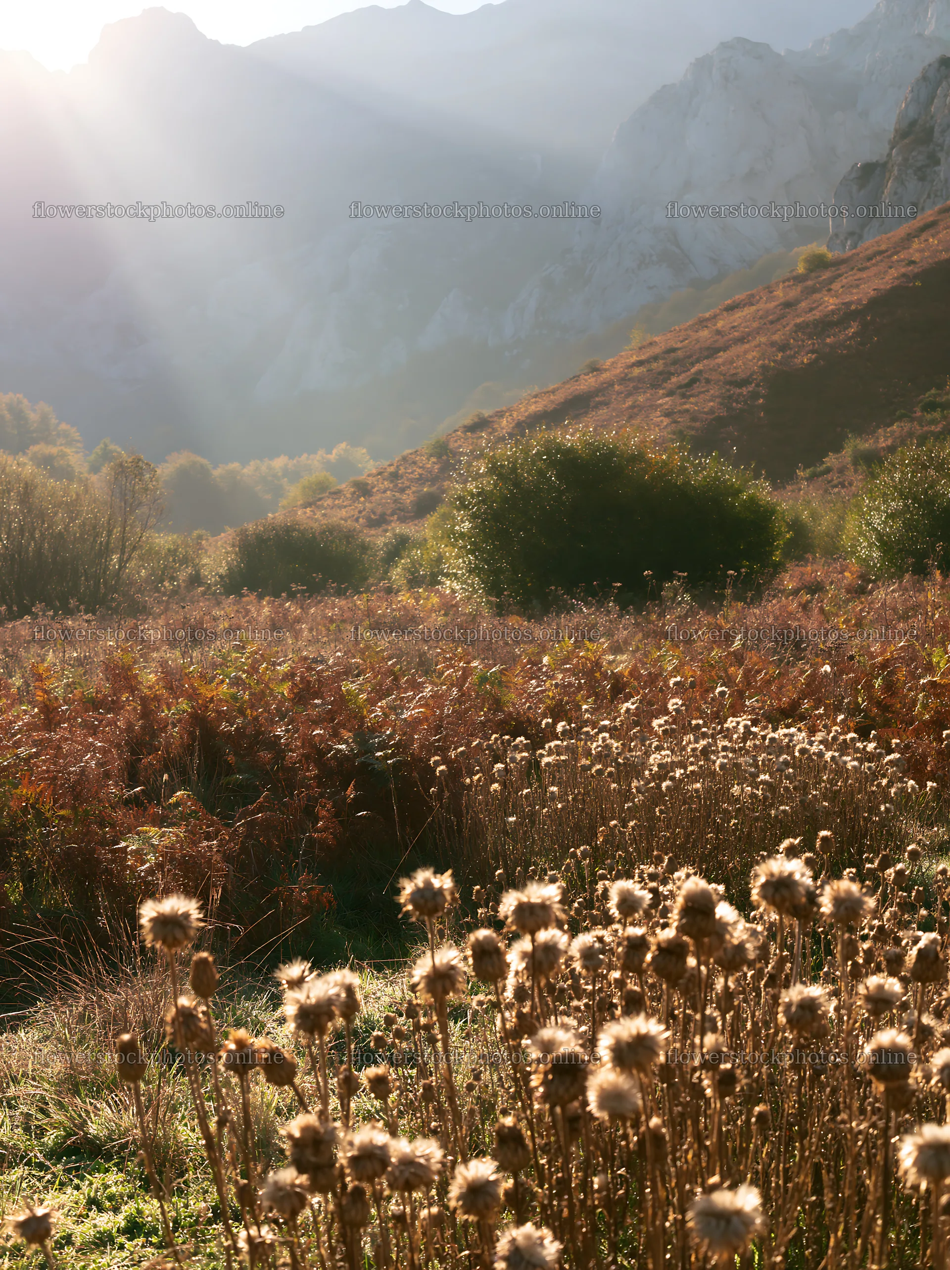 Sunrays illuminate Picos de Europa meadow with wildflowers – flower stock photos 6866x9174